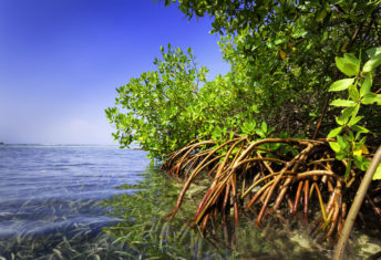 Impact Earth targets double digit returns for tropical resiliency fund