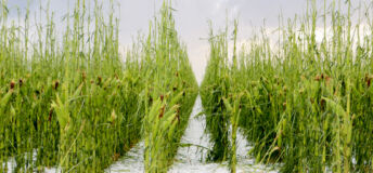 Field of corn crops in hail