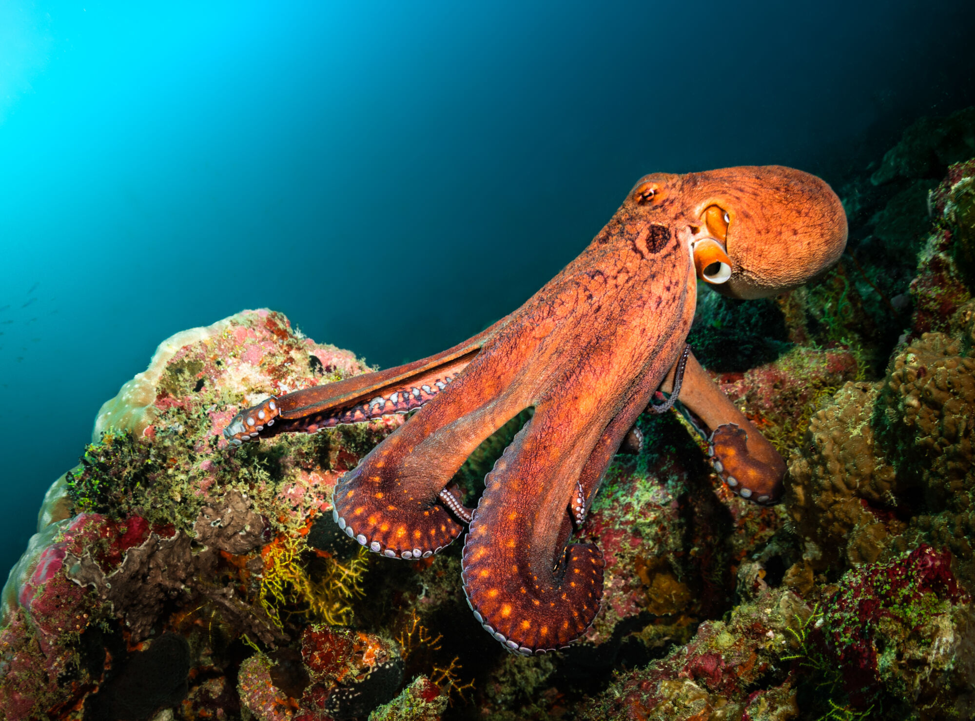 Cpth Octopus In brief: CPP commits additional £300m to Octopus Energy