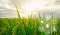 Smart agriculture with modern technology for sustainable practices. Rice farm. Smart farming concept. Sustainable agriculture. Precision agriculture. Climate monitoring. Farm management system.