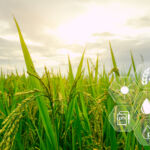 Smart agriculture with modern technology for sustainable practices. Rice farm. Smart farming concept. Sustainable agriculture. Precision agriculture. Climate monitoring. Farm management system.