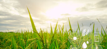 Smart agriculture with modern technology for sustainable practices. Rice farm. Smart farming concept. Sustainable agriculture. Precision agriculture. Climate monitoring. Farm management system.