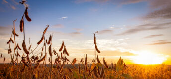 Soybeans
