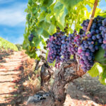 Generation IM makes the case for ‘land transition’ Vineyard