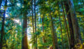 Douglas Fir forestry