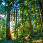 LGPS and natural capital – the case for forestry beyond the UK Douglas Fir forestry