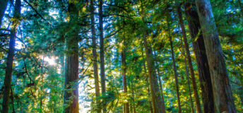 Douglas Fir forestry