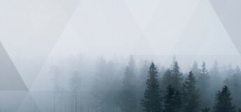 Trees enveloped in fog, fading away