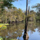 Qarlbo Biodiversity Louisiana 1000x600
