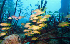 Photo of fish swimming in the ocean, showing biodiversity.