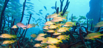 Photo of fish swimming in the ocean, showing biodiversity.