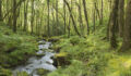 Stream In The Forest