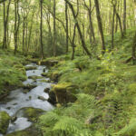 Stream In The Forest