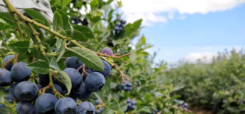 Blueberries in a field