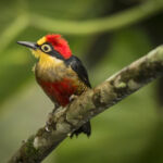 Inside Qarlbo: Biodiversity firm bets on production forests for scale and impact Woodpecker
