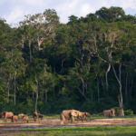 Tropical forest