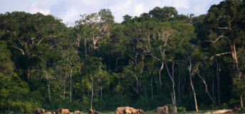 Tropical forest