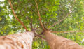 SocGen backs Ardian nature-based solutions fund