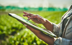 Image of a person on a tablet walking through an agricultural field.