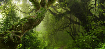 Tropical forest