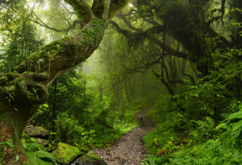 UK commits £400m to Tropical Forest Forever Facility Tropical forest